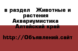  в раздел : Животные и растения » Аквариумистика . Алтайский край